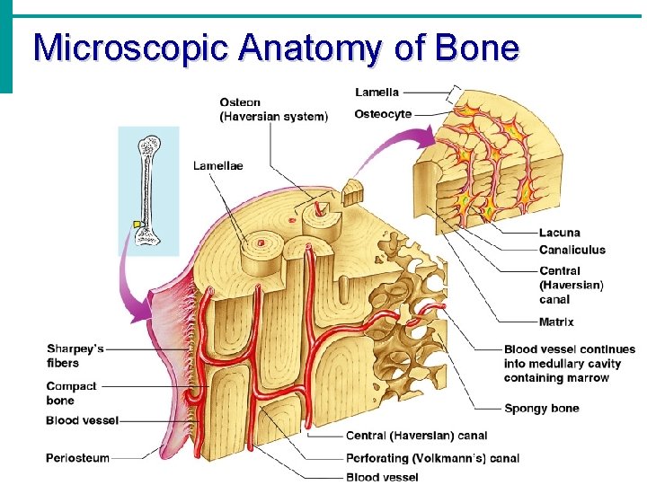 Microscopic Anatomy of Bone Microscopic Anatomy of Bone