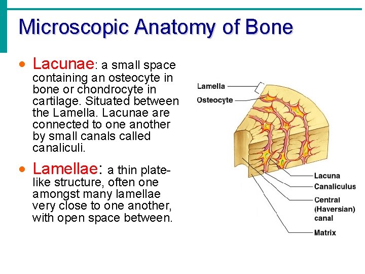 Microscopic Anatomy of Bone · Lacunae: a small space containing an osteocyte in bone Microscopic Anatomy of Bone · Lacunae: a small space containing an osteocyte in bone