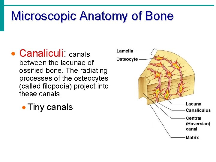 Microscopic Anatomy of Bone · Canaliculi: canals between the lacunae of ossified bone. The