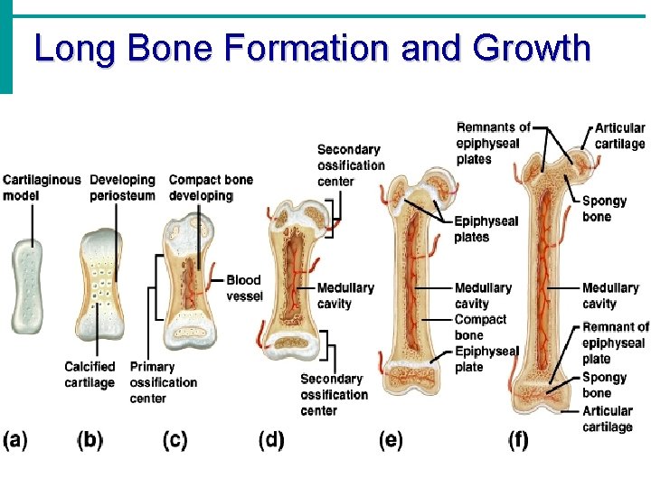 Long Bone Formation and Growth 