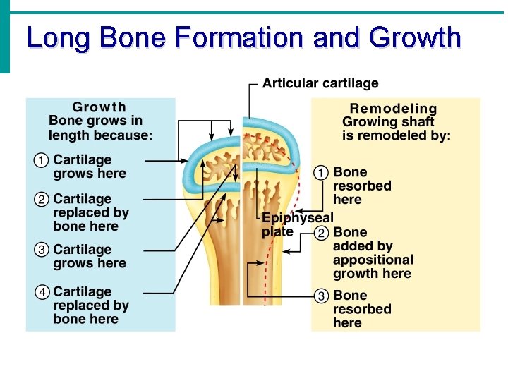 Long Bone Formation and Growth Long Bone Formation and Growth