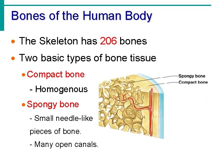 Bones of the Human Body · The Skeleton has 206 bones · Two basic Bones of the Human Body · The Skeleton has 206 bones · Two basic