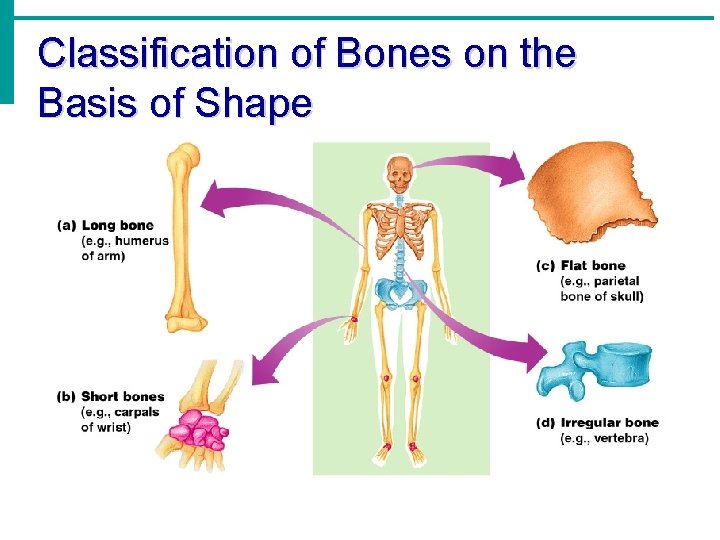 Classification of Bones on the Basis of Shape 