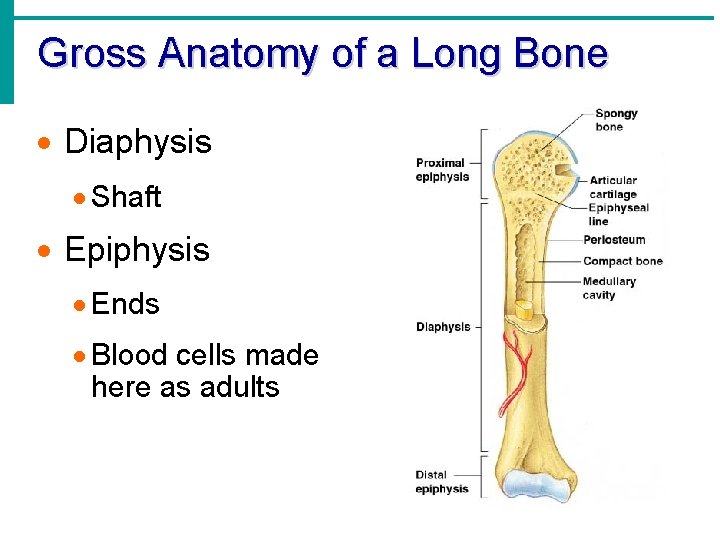 Gross Anatomy of a Long Bone · Diaphysis · Shaft · Epiphysis · Ends Gross Anatomy of a Long Bone · Diaphysis · Shaft · Epiphysis · Ends