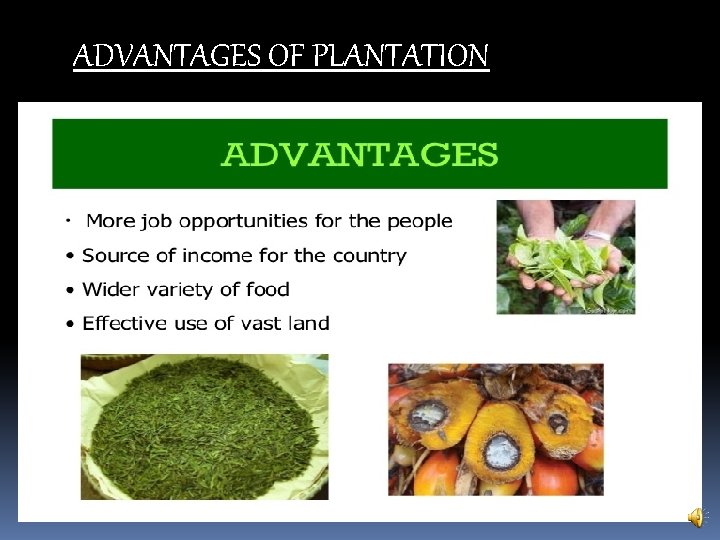ADVANTAGES OF PLANTATION 