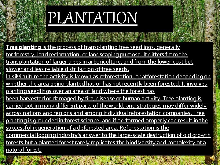 PLANTATION Tree planting is the process of transplanting tree seedlings, generally forestry, land reclamation,