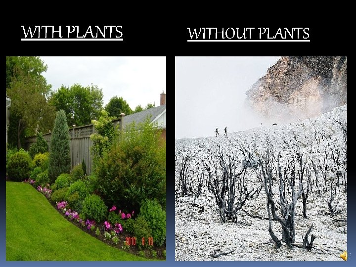 WITH PLANTS WITHOUT PLANTS 