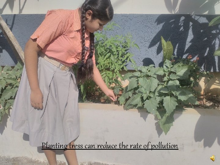 Planting tress can reduce the rate of pollution 