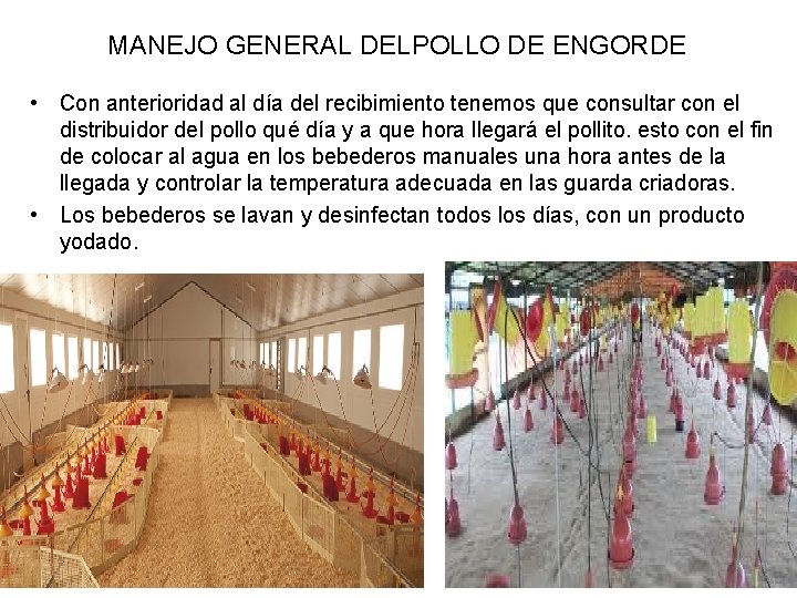 MANEJO GENERAL DELPOLLO DE ENGORDE • Con anterioridad al día del recibimiento tenemos que