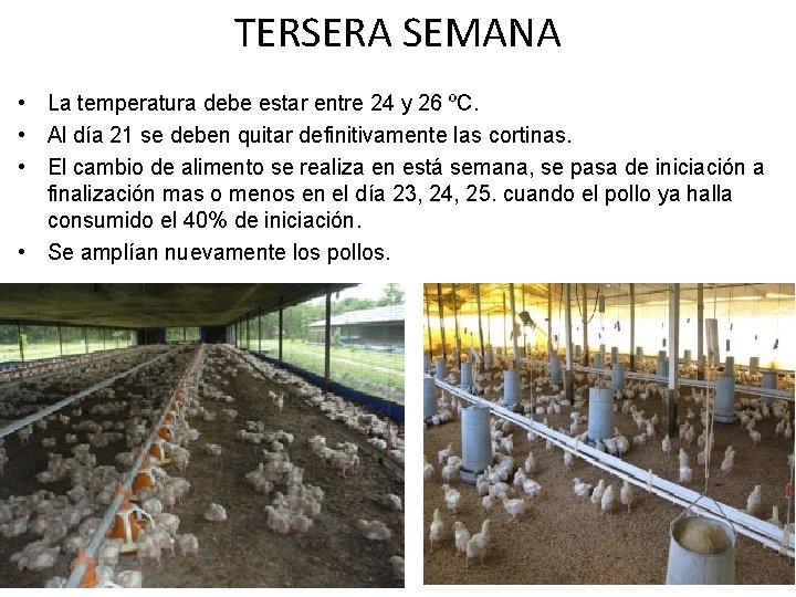 TERSERA SEMANA • La temperatura debe estar entre 24 y 26 ºC. • Al