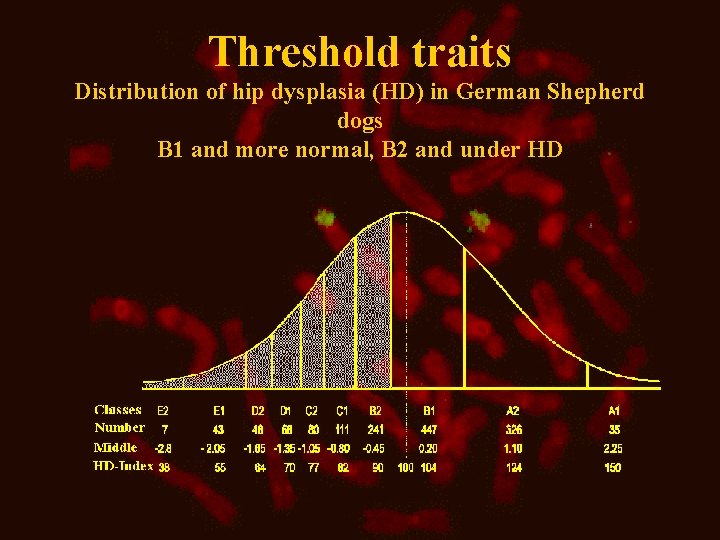 Threshold traits Distribution of hip dysplasia (HD) in German Shepherd dogs B 1 and