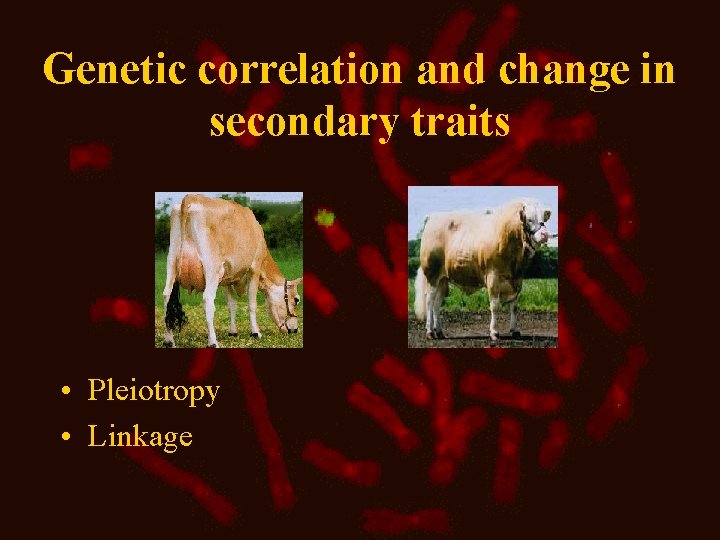 Genetic correlation and change in secondary traits • Pleiotropy • Linkage 