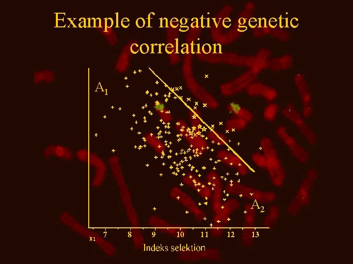 Example of negative genetic correlation A 1 A 2 