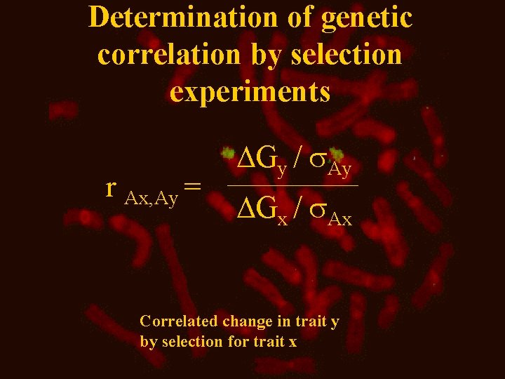 Determination of genetic correlation by selection experiments r Ax, Ay = Gy / Ay