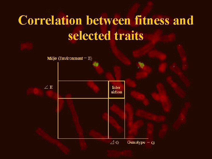 Correlation between fitness and selected traits 