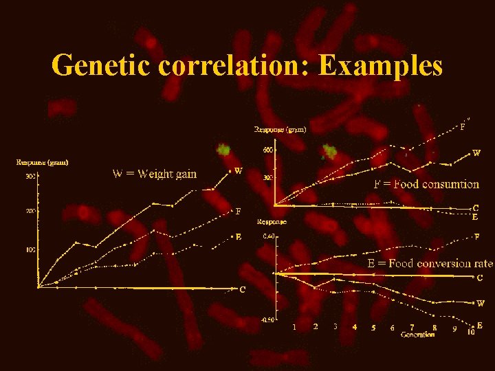 Genetic correlation: Examples 