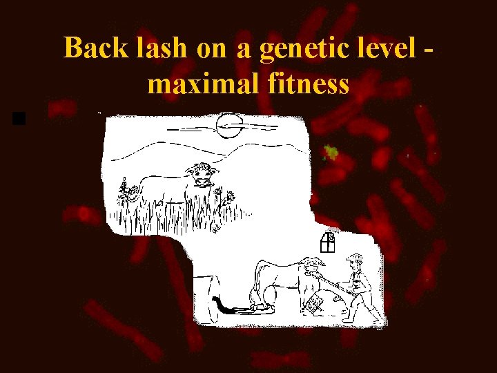 Back lash on a genetic level maximal fitness 