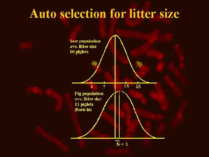 Auto selection for litter size 