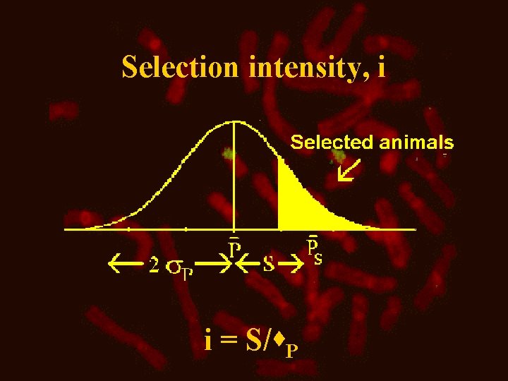 Selection intensity, i i = S/s. P 