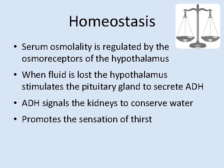 Homeostasis • Serum osmolality is regulated by the osmoreceptors of the hypothalamus • When