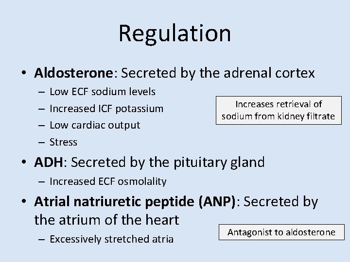 Regulation • Aldosterone: Secreted by the adrenal cortex – – Low ECF sodium levels