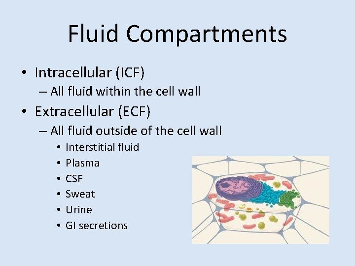 Fluid Compartments • Intracellular (ICF) – All fluid within the cell wall • Extracellular