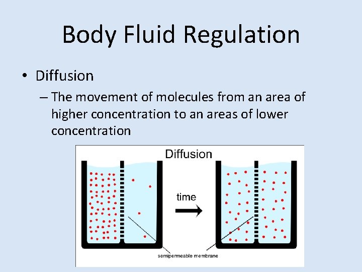 Body Fluid Regulation • Diffusion – The movement of molecules from an area of