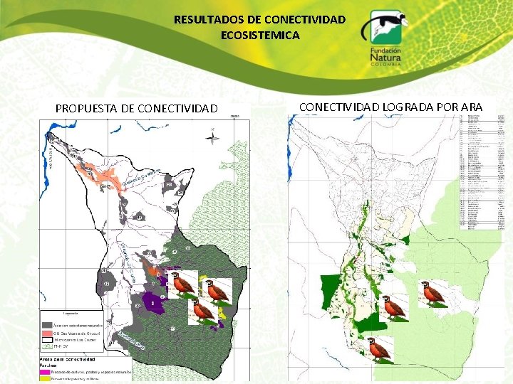 RESULTADOS DE CONECTIVIDAD ECOSISTEMICA PROPUESTA DE CONECTIVIDAD LOGRADA POR ARA 