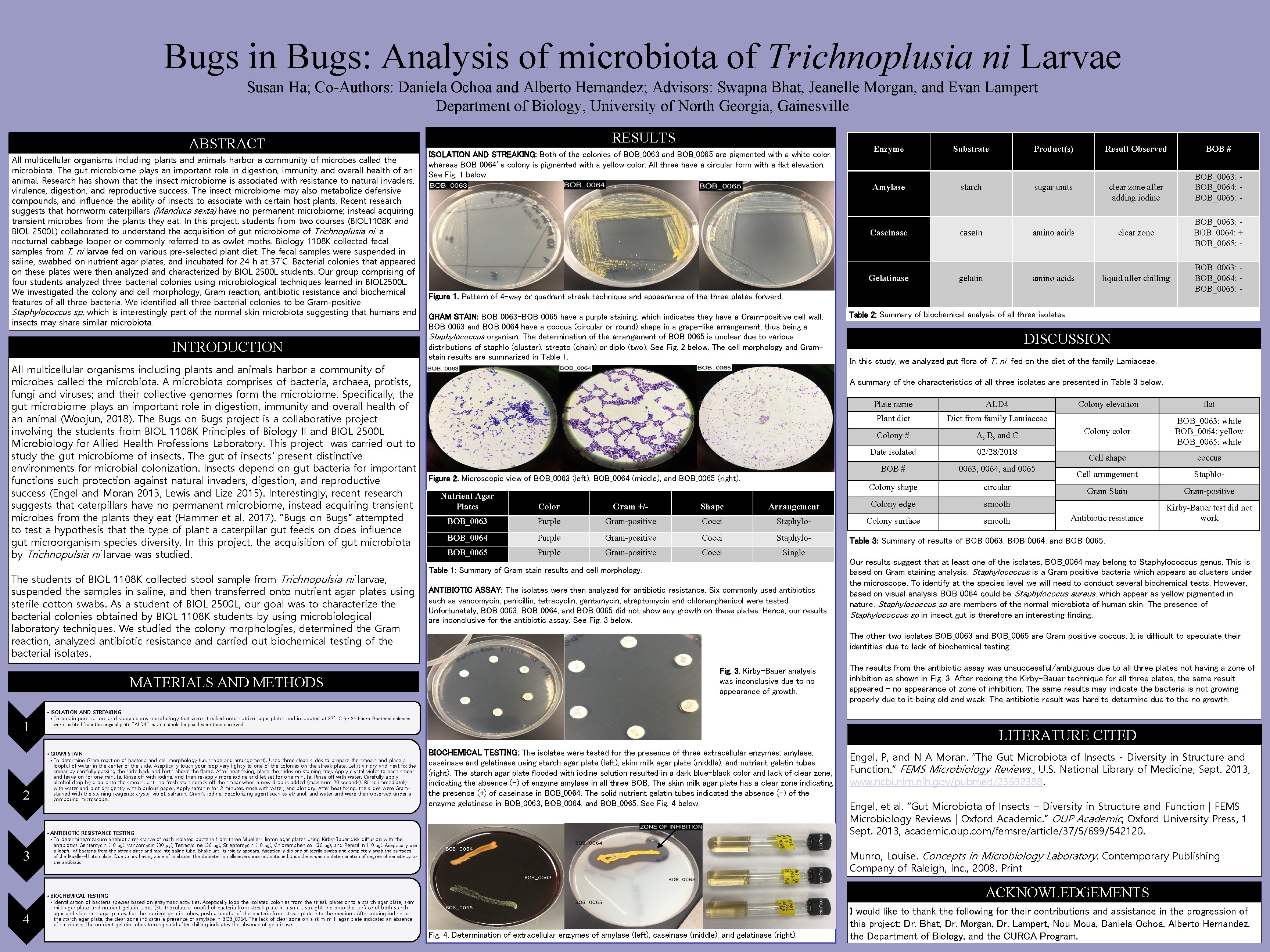 Bugs in Bugs: Analysis of microbiota of Trichnoplusia ni Larvae Susan Ha; Co-Authors: Daniela