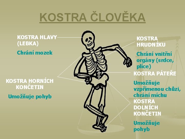 KOSTRA ČLOVĚKA KOSTRA HLAVY (LEBKA) Chrání mozek KOSTRA HORNÍCH KONČETIN Umožňuje pohyb KOSTRA HRUDNÍKU