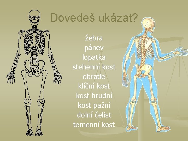 Dovedeš ukázat? žebra pánev lopatka stehenní kost obratle klíční kost hrudní kost pažní dolní