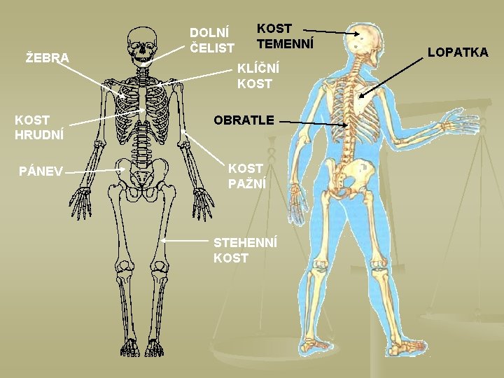 ŽEBRA DOLNÍ ČELIST KOST TEMENNÍ KLÍČNÍ KOST HRUDNÍ OBRATLE PÁNEV KOST PAŽNÍ STEHENNÍ KOST