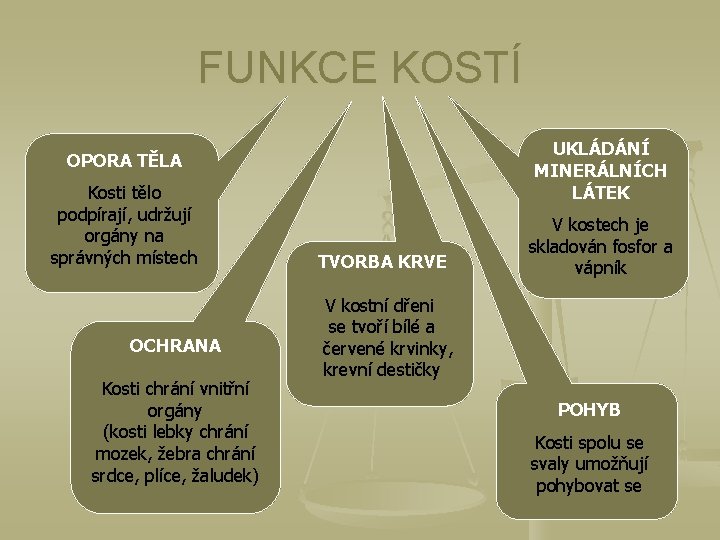 FUNKCE KOSTÍ UKLÁDÁNÍ MINERÁLNÍCH LÁTEK OPORA TĚLA Kosti tělo podpírají, udržují orgány na správných