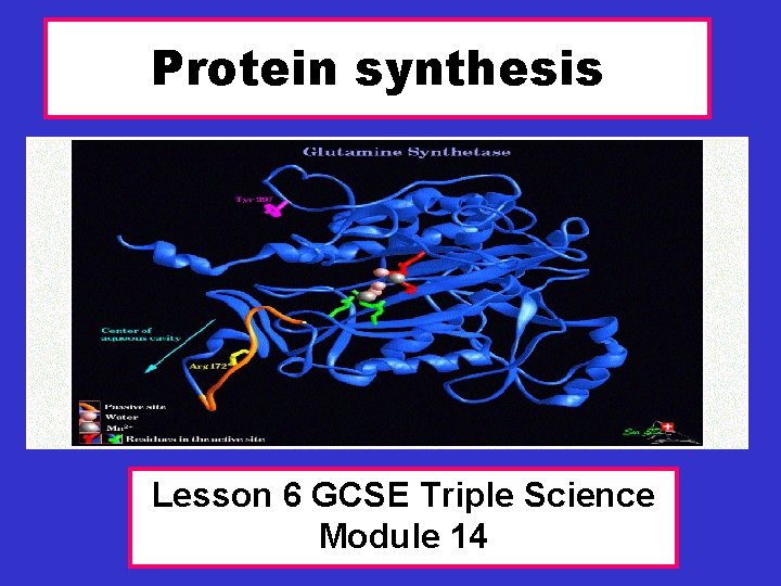 Protein synthesis Lesson 6 GCSE Triple Science Module 14 