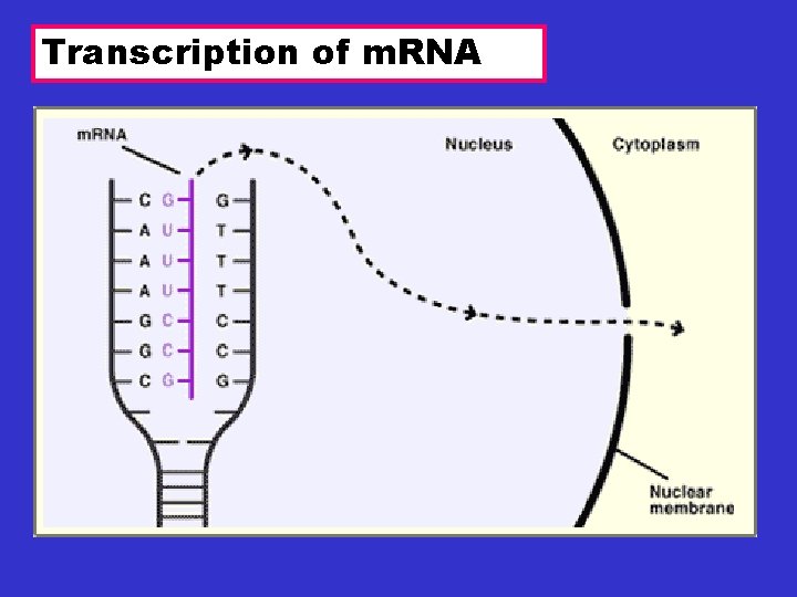 Transcription of m. RNA 