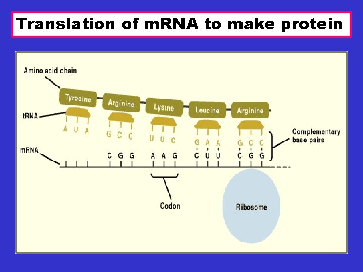 Translation of m. RNA to make protein 