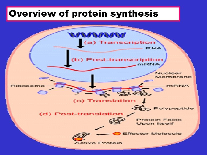 Overview of protein synthesis 