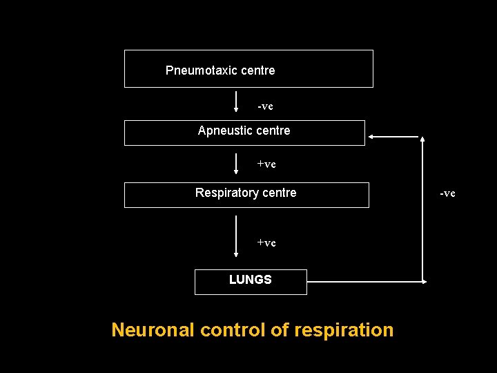 Pneumotaxic centre -ve Apneustic centre +ve Respiratory centre +ve LUNGS Neuronal control of respiration