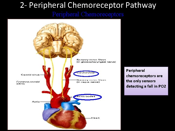 2 - Peripheral Chemoreceptor Pathway Peripheral Chemoreceptors Peripheral chemoreceptors are the only sensors detecting