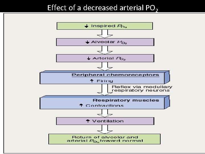 Effect of a decreased arterial PO 2 
