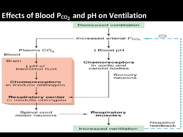 Effects of Blood PCO 2 and p. H on Ventilation 