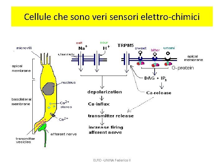 Cellule che sono veri sensori elettro-chimici ELFID -UNINA Federico II 