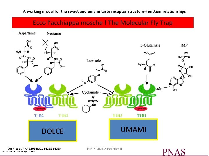 A working model for the sweet and umami taste receptor structure–function relationships Ecco l’acchiappa