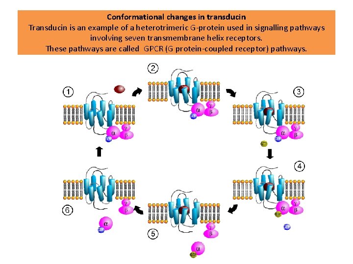 Conformational changes in transducin Transducin is an example of a heterotrimeric G-protein used in