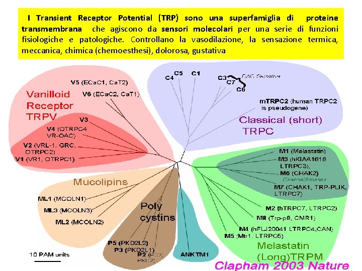  I Transient Receptor Potential (TRP) sono una superfamiglia di proteine transmembrana che agiscono