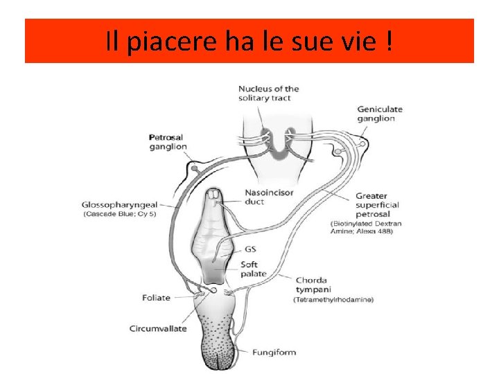 Il piacere ha le sue vie ! 