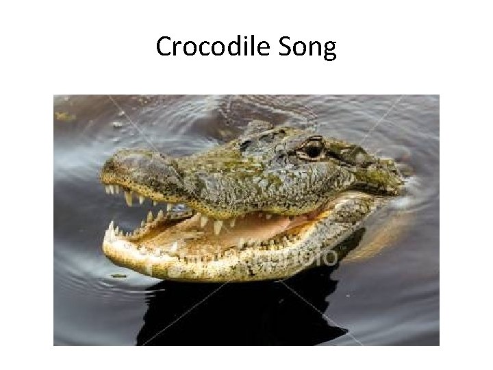 Crocodile Song 