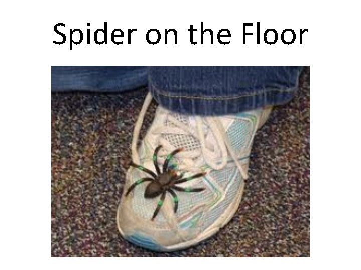 Spider on the Floor 