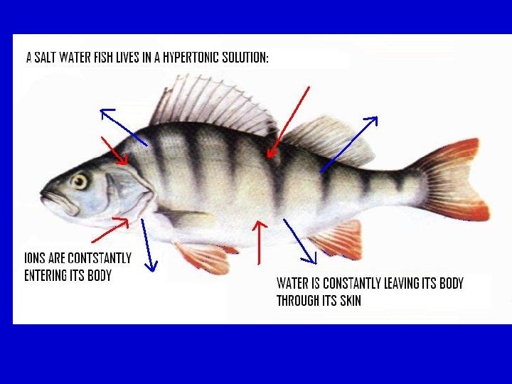 The Fishes Vertebrate Success in Water Chapter 18
