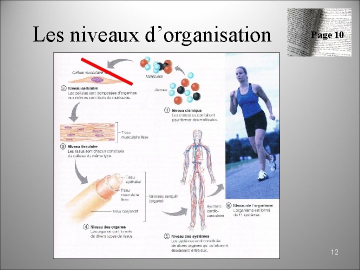 Anatomie physiologie niveaux dorganisation du vivant 1 Cur